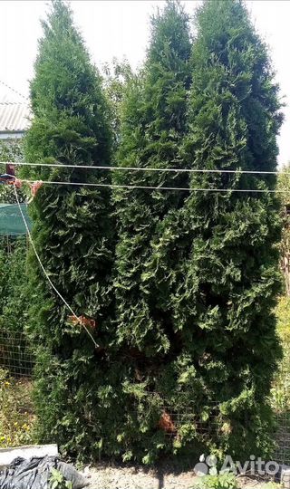 Туя Смарагд