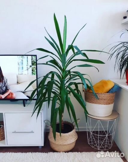 Пальма юкка