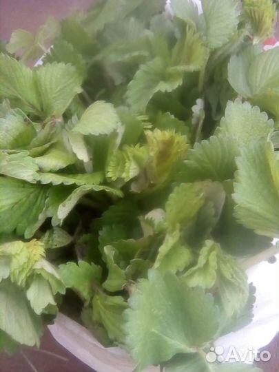 Саженцы клубники