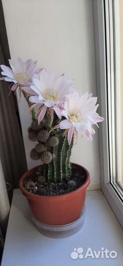 Кактусы и суккуленты