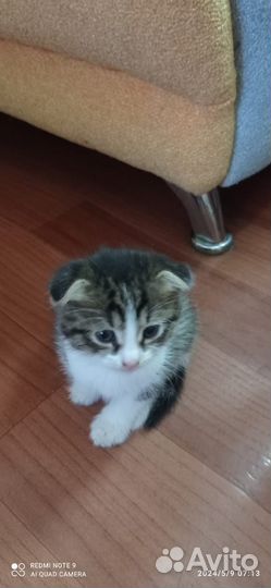 Кошка в дар бесплатно