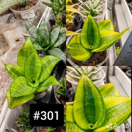 Сансевиерия Hahnii коллекция