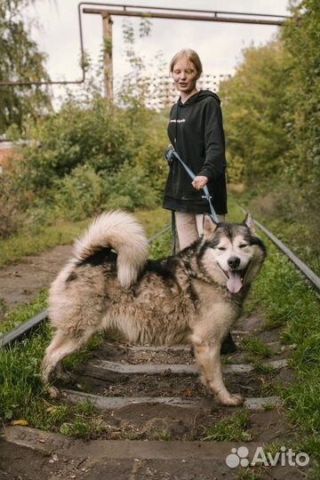 Собака в добрые руки