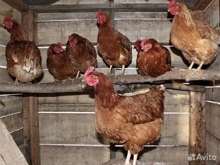 Куры несушки с доставкой