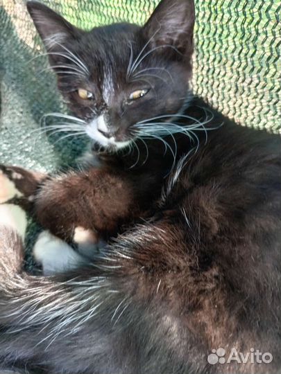 Кошки в добрые руки бесплатно