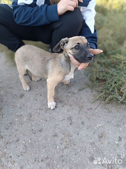 Маленькая собачка Айза в добрые руки бесплатно
