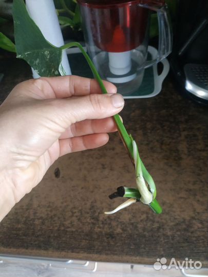 Монстера Альба