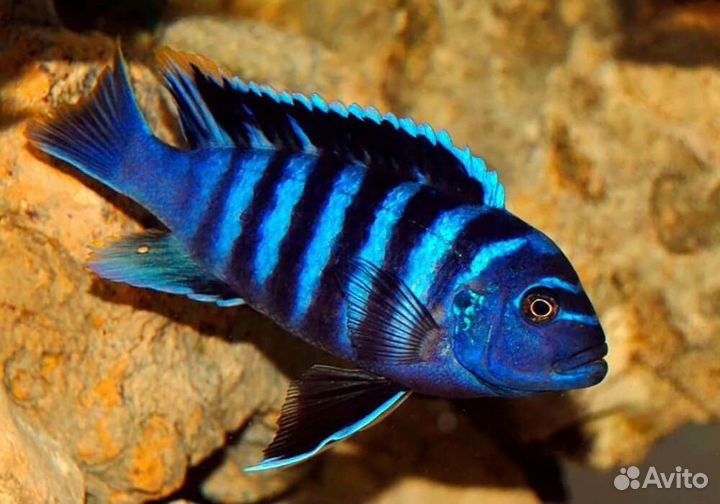 Рыбки - цихлиды и др