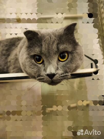 Британец вислоухий