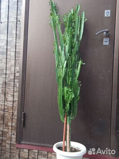 Молочай трехгранный