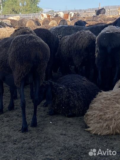 Курдючные бараны овцы