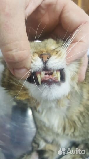 Ветеринарный врач