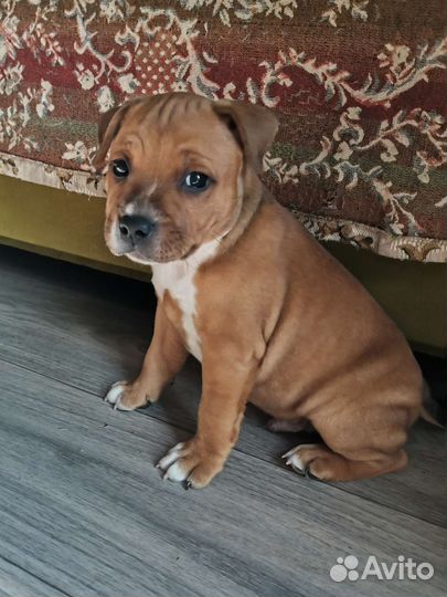 Стаффордширский бультерьер