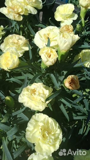 Мак восточный, гвоздика Шабо