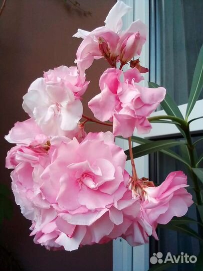 Олеандр розовый, махровый, большой, цветущий