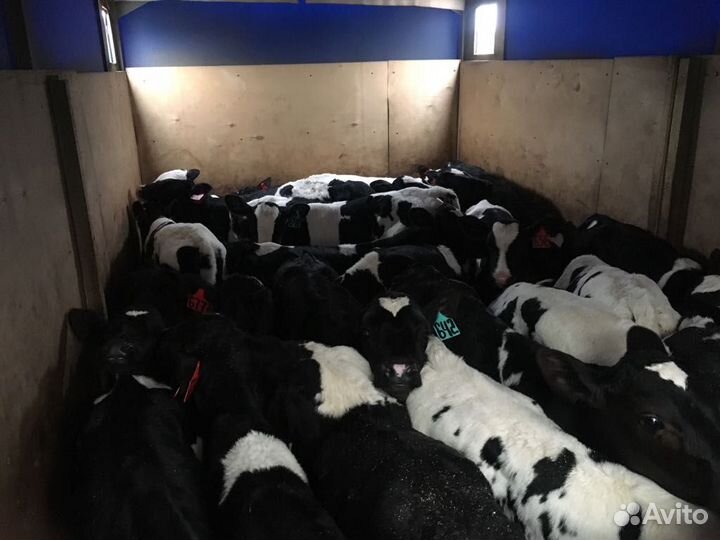 Абердин помесь с холмогором телята бычки