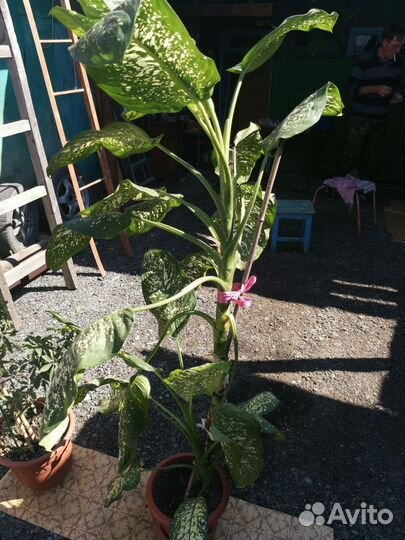 Диффенбахия