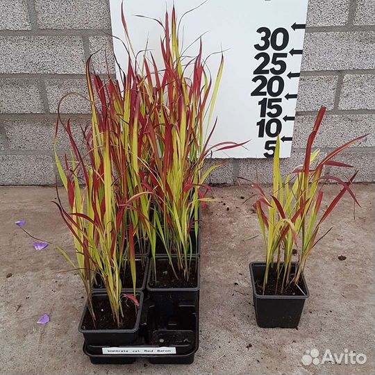 Императа Red Baron