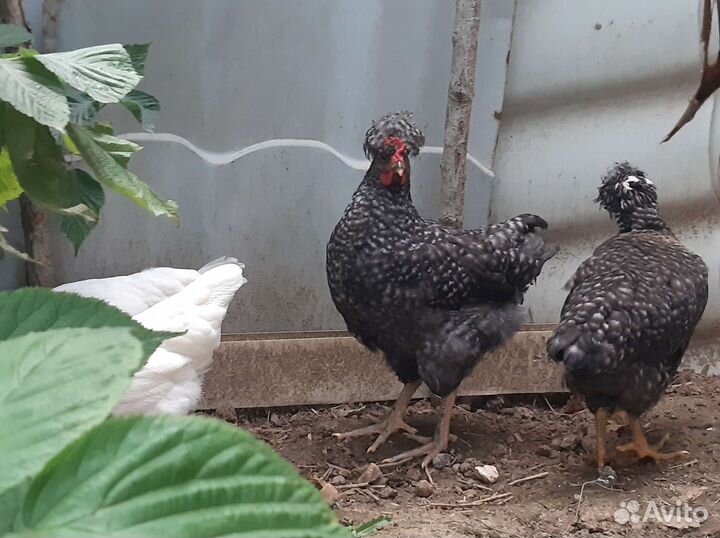 Молодые петухи 2 месяца