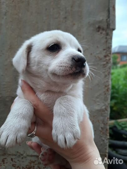 Щенки в добрые руки