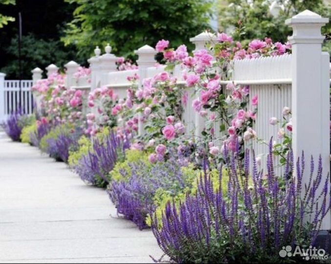 Шалфей дубравный