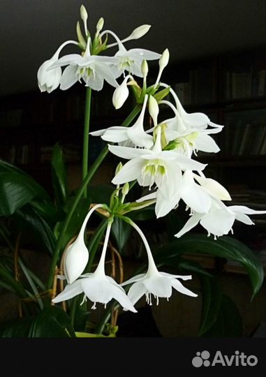 Гемантус, зефирантес