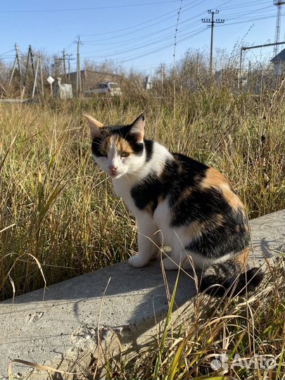 Кошка в добрые руки