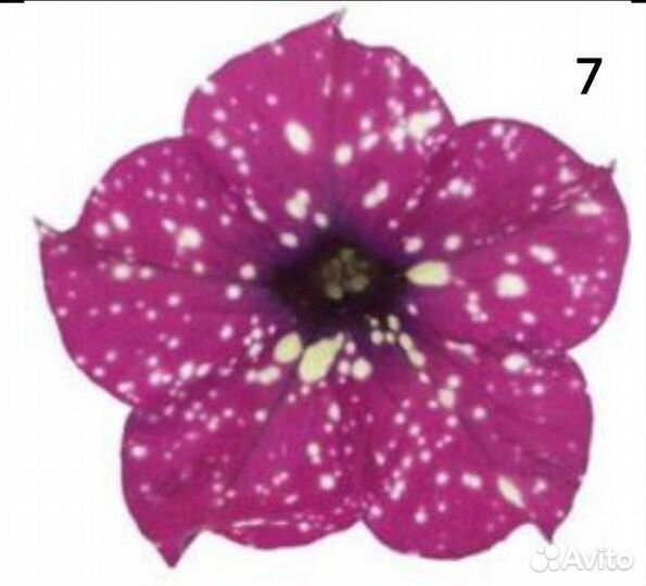 Петуния вегетотивная