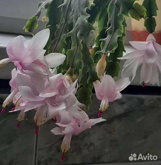 Декабрист шлюмбергера