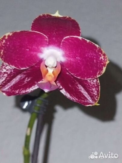 Орхидея фаленопсис, 7 сортов