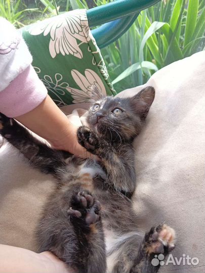 Кошки в добрые руки бесплатно