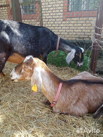 Домашнее козье молоко. Куриные яйца