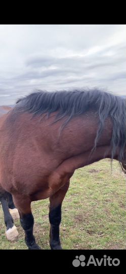 Лошадь тяжеловес