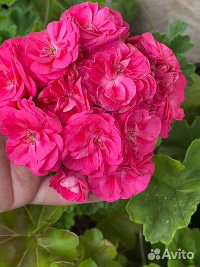 Пеларгония Survivor Idols Rosalinda