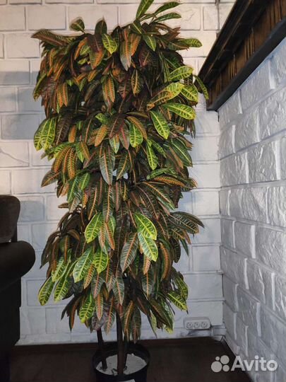 Дерево искусственное Кротон 160 см, Фикусы 170 см