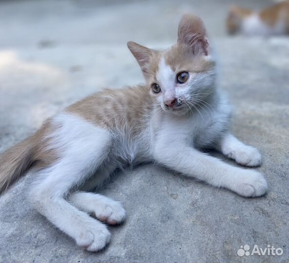 Отдам котят