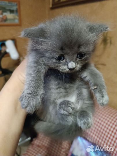 Британские котята