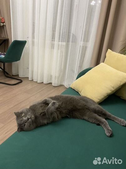 Шотландская кошка
