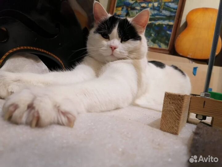 Воспитанный кот в добрые руки