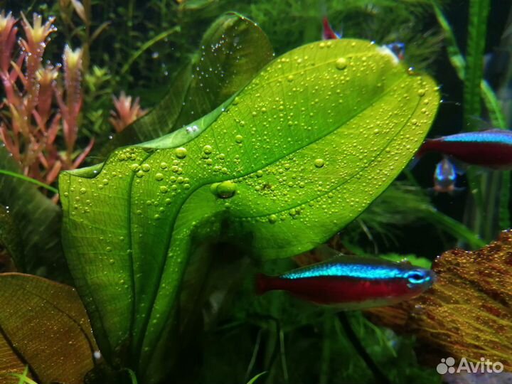 Удобрения с микроэлементами для аквариума