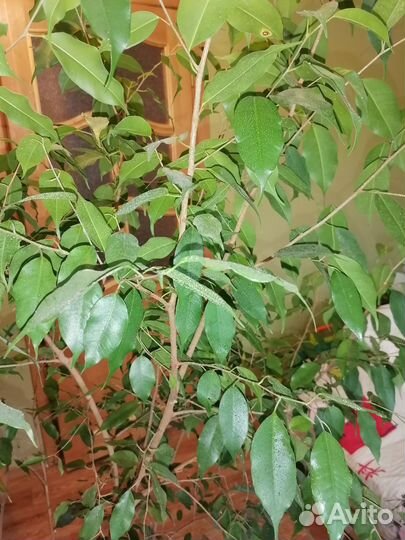 Фикус бенджамина большой