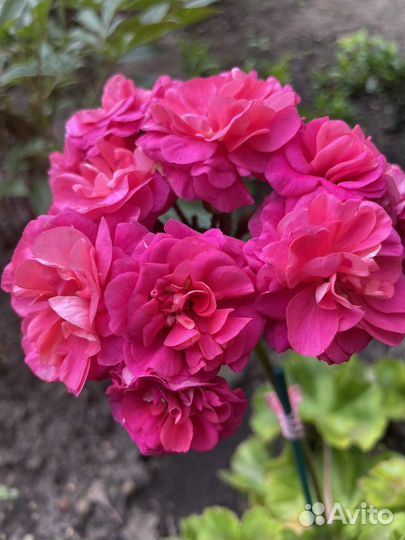 Пеларгония юв-Византия