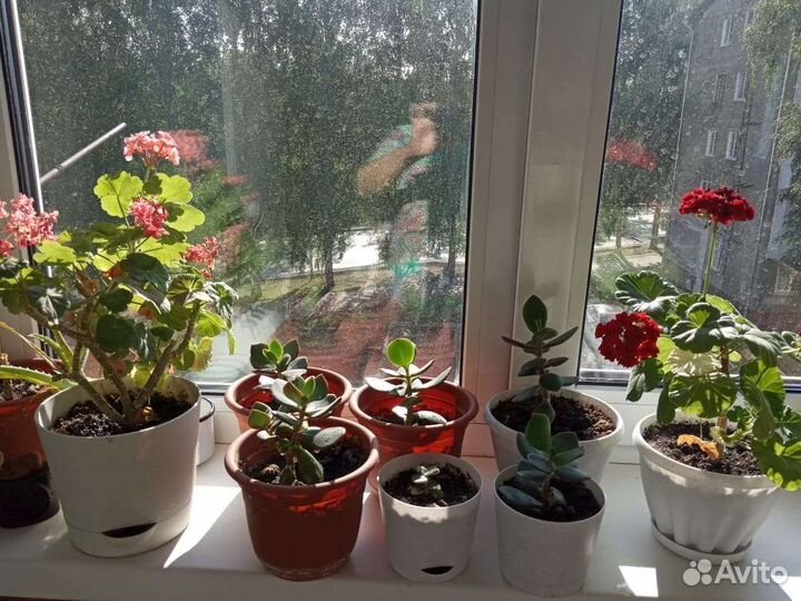 Герань пеларгония