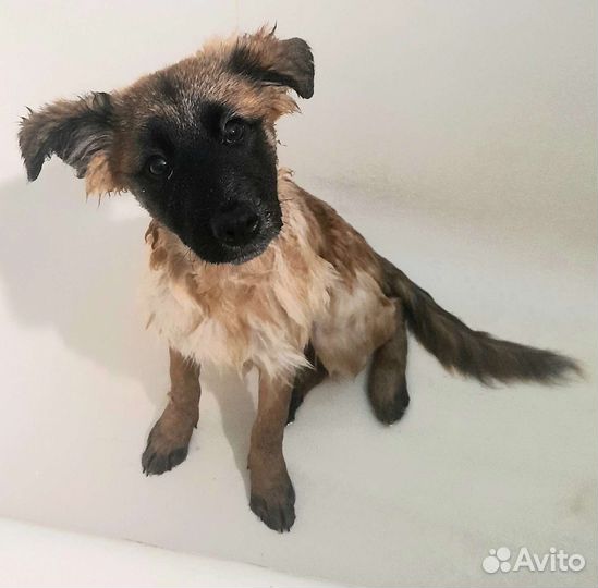 Щенок в добрые руки Овчарка в дар