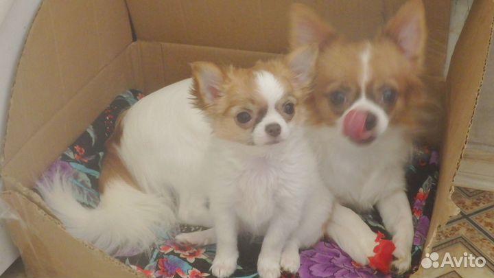 Девочка чихуахуа длинношерстная