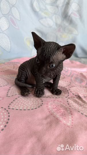 Канадский сфинкс