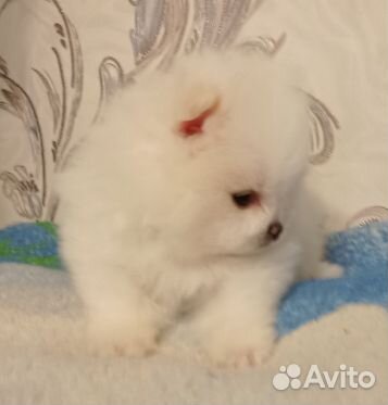 Померанский белый мишка мини щенок мальчик