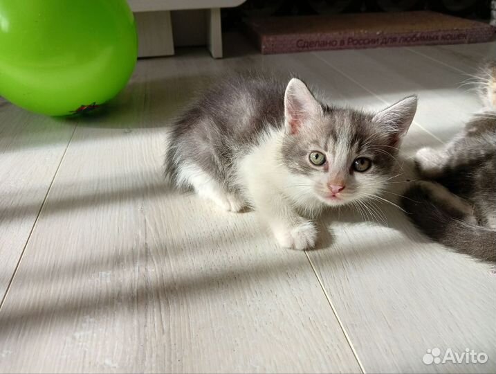 Котята в добрые руки