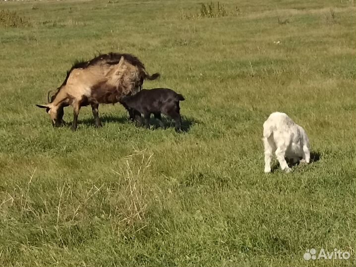 Продаю коз.Одна с козлятами, другая без