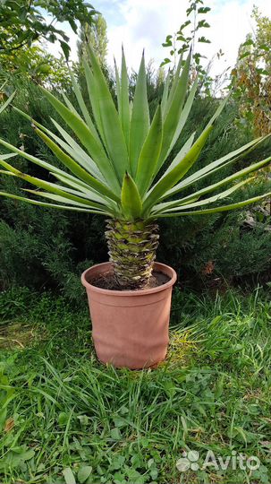 Агава голубая